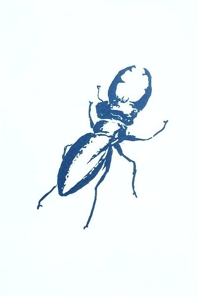 Petite Lucane Bleue, cyanotype au format A4
