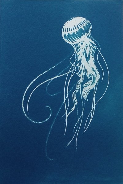 Méduse Pélagia Noctiluca, cyanotype au format A4